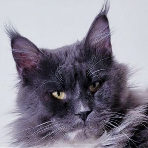 Meet your Posher, Paul